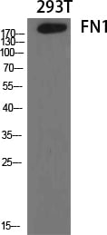 BT LAB manufacturer product image