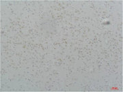 BT LAB manufacturer product image