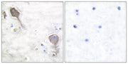 BT LAB manufacturer product image
