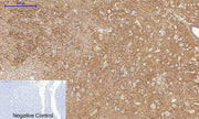 BT LAB manufacturer product image