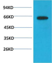 BT LAB manufacturer product image