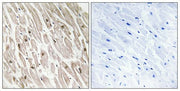 BT LAB manufacturer product image