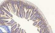 BT LAB manufacturer product image