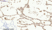 BT LAB manufacturer product image