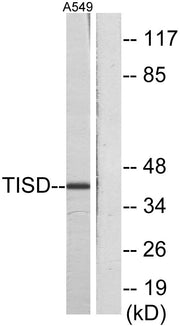 BT LAB manufacturer product image