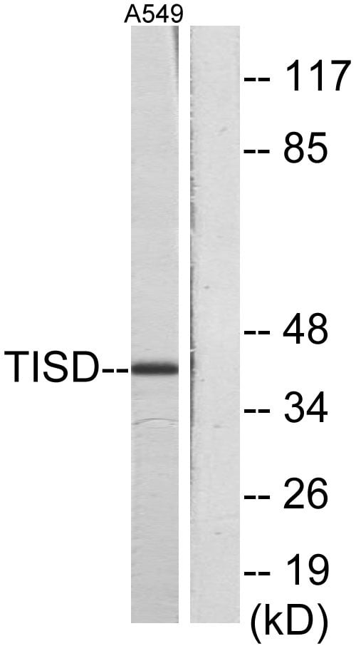 BT LAB manufacturer product image
