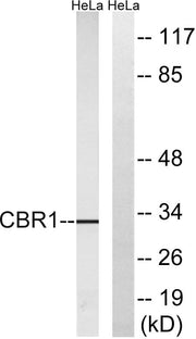 BT LAB manufacturer product image