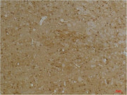 BT LAB manufacturer product image