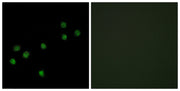 BT LAB manufacturer product image