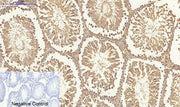 BT LAB manufacturer product image