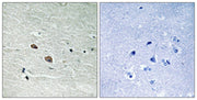 BT LAB manufacturer product image