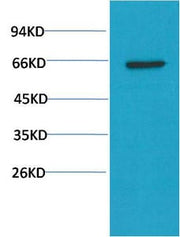 BT LAB manufacturer product image