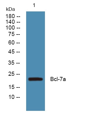 BT LAB manufacturer product image