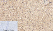 BT LAB manufacturer product image