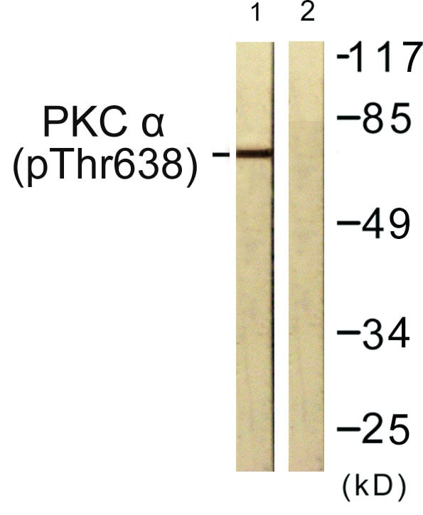 BT LAB manufacturer product image