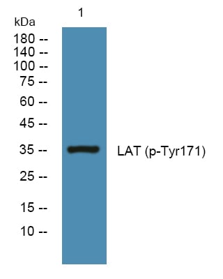 BT LAB manufacturer product image