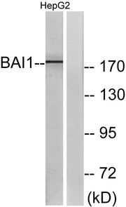 BT LAB manufacturer product image
