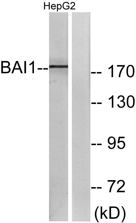 BT LAB manufacturer product image