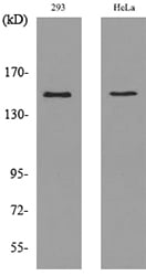 BT LAB manufacturer product image