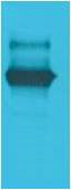 BT LAB manufacturer product image