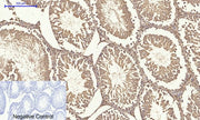 BT LAB manufacturer product image