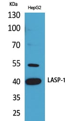 BT LAB manufacturer product image
