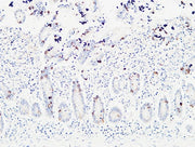 BT LAB manufacturer product image