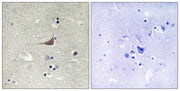 BT LAB manufacturer product image