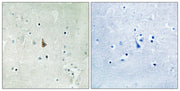 BT LAB manufacturer product image