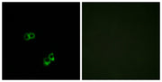 BT LAB manufacturer product image
