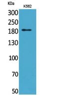 BT LAB manufacturer product image