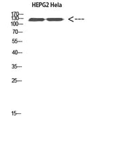 BT LAB manufacturer product image