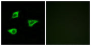 BT LAB manufacturer product image