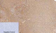 BT LAB manufacturer product image