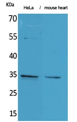 BT LAB manufacturer product image