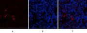 BT LAB manufacturer product image