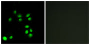 BT LAB manufacturer product image