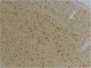 BT LAB manufacturer product image