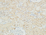 BT LAB manufacturer product image
