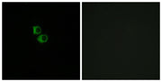 BT LAB manufacturer product image