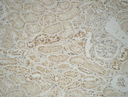 BT LAB manufacturer product image