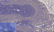BT LAB manufacturer product image