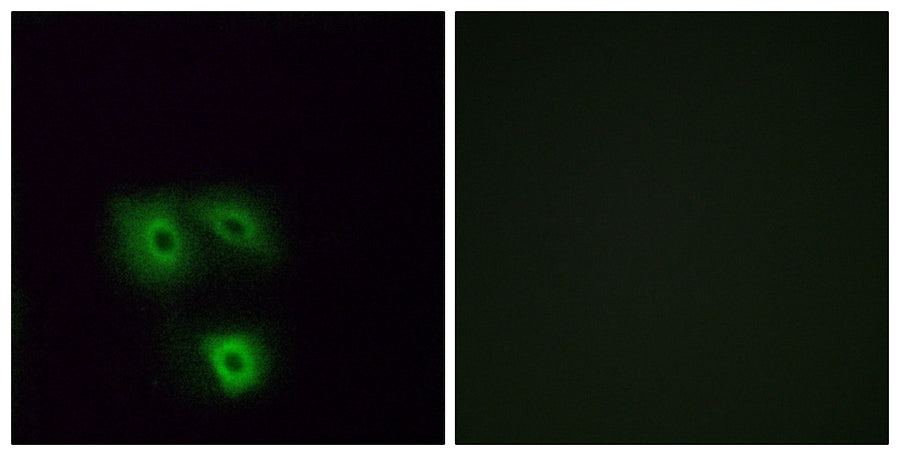 BT LAB manufacturer product image