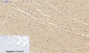 BT LAB manufacturer product image