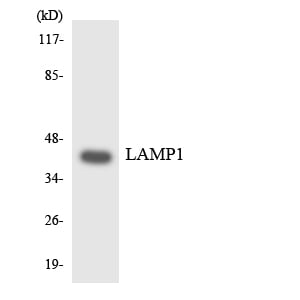 BT LAB manufacturer product image