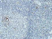 BT LAB manufacturer product image