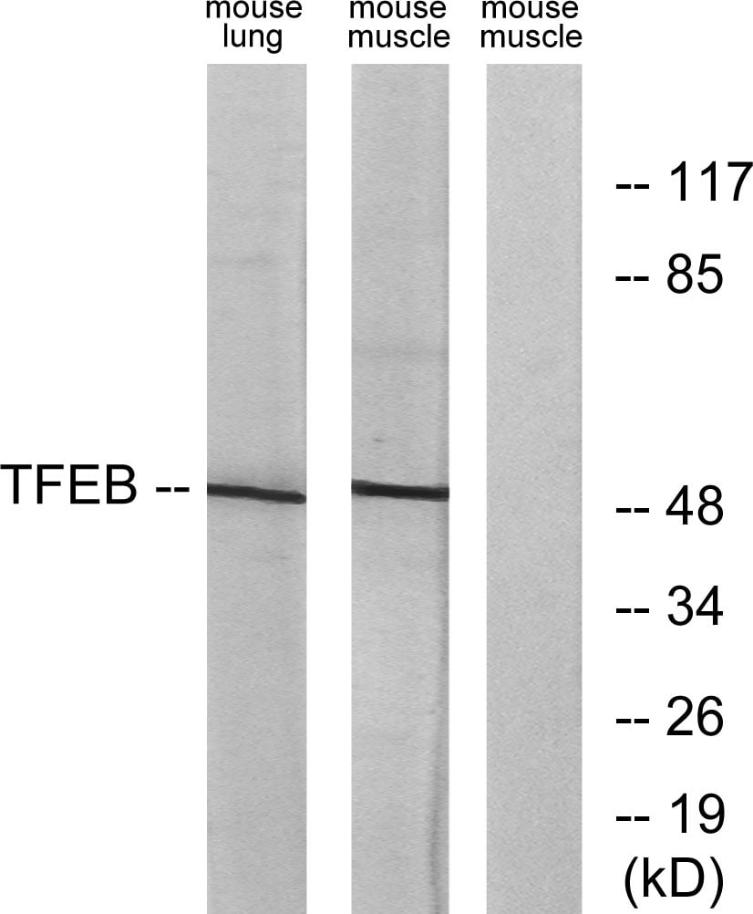 BT LAB manufacturer product image