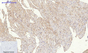 BT LAB manufacturer product image
