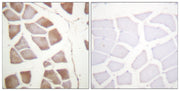 BT LAB manufacturer product image
