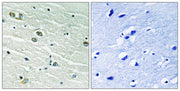 BT LAB manufacturer product image